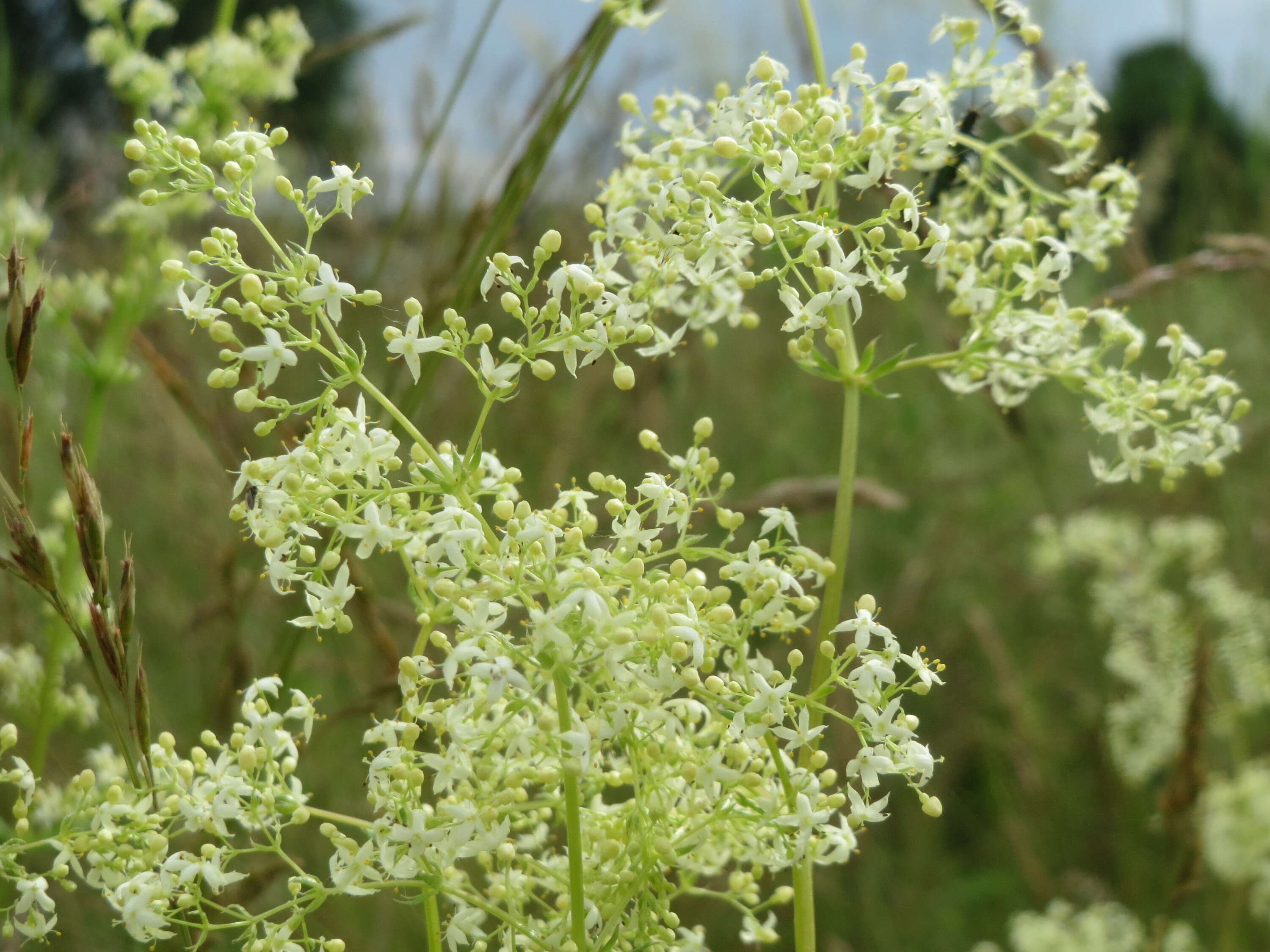 Image of White bedstraw