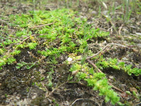 Image of smooth rupturewort