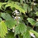 Image of Begonia loheri Merr.