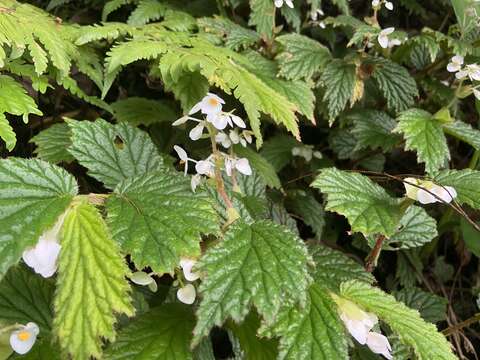 Image of Begonia loheri Merr.