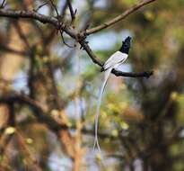 Image of Asian Paradise-Flycatcher