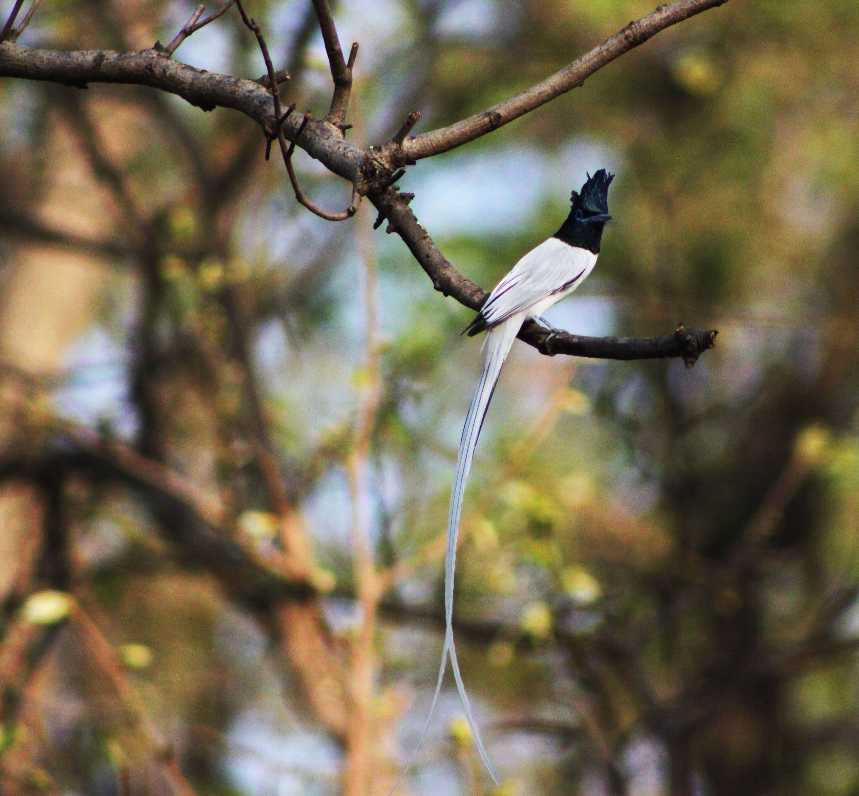 Image of Asian Paradise-Flycatcher