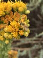 Image of Colletes ochraceus Swenk 1906