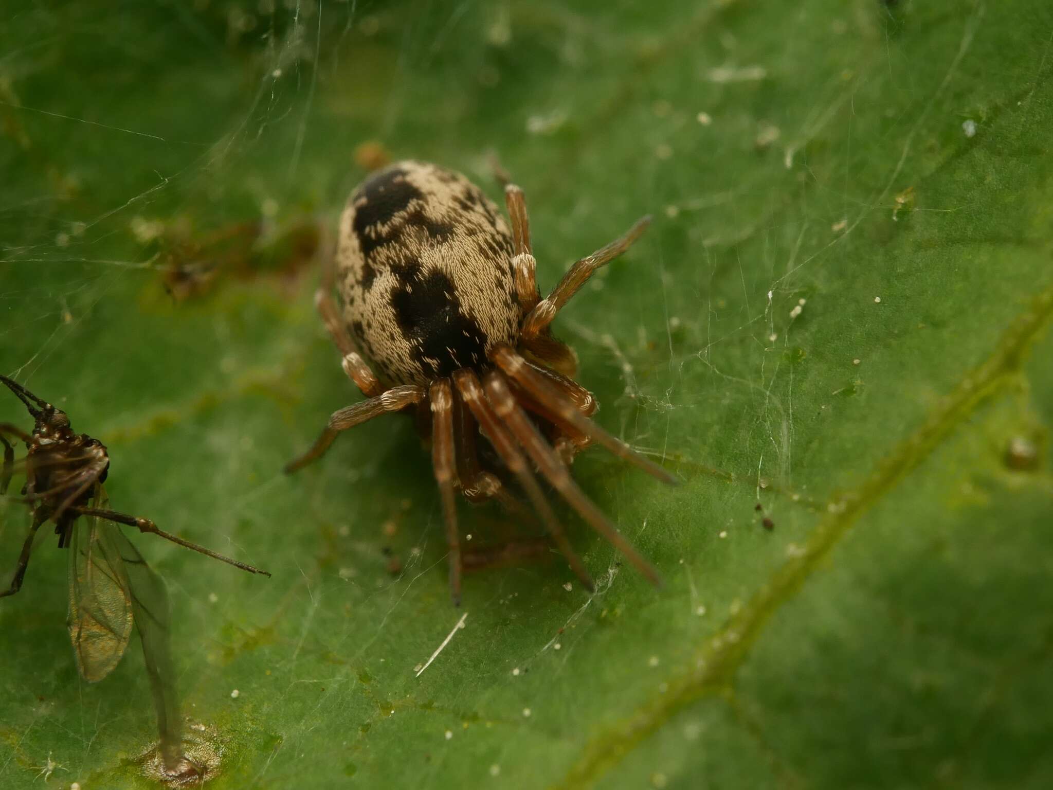 Image of Dictyna arundinacea (Linnaeus 1758)