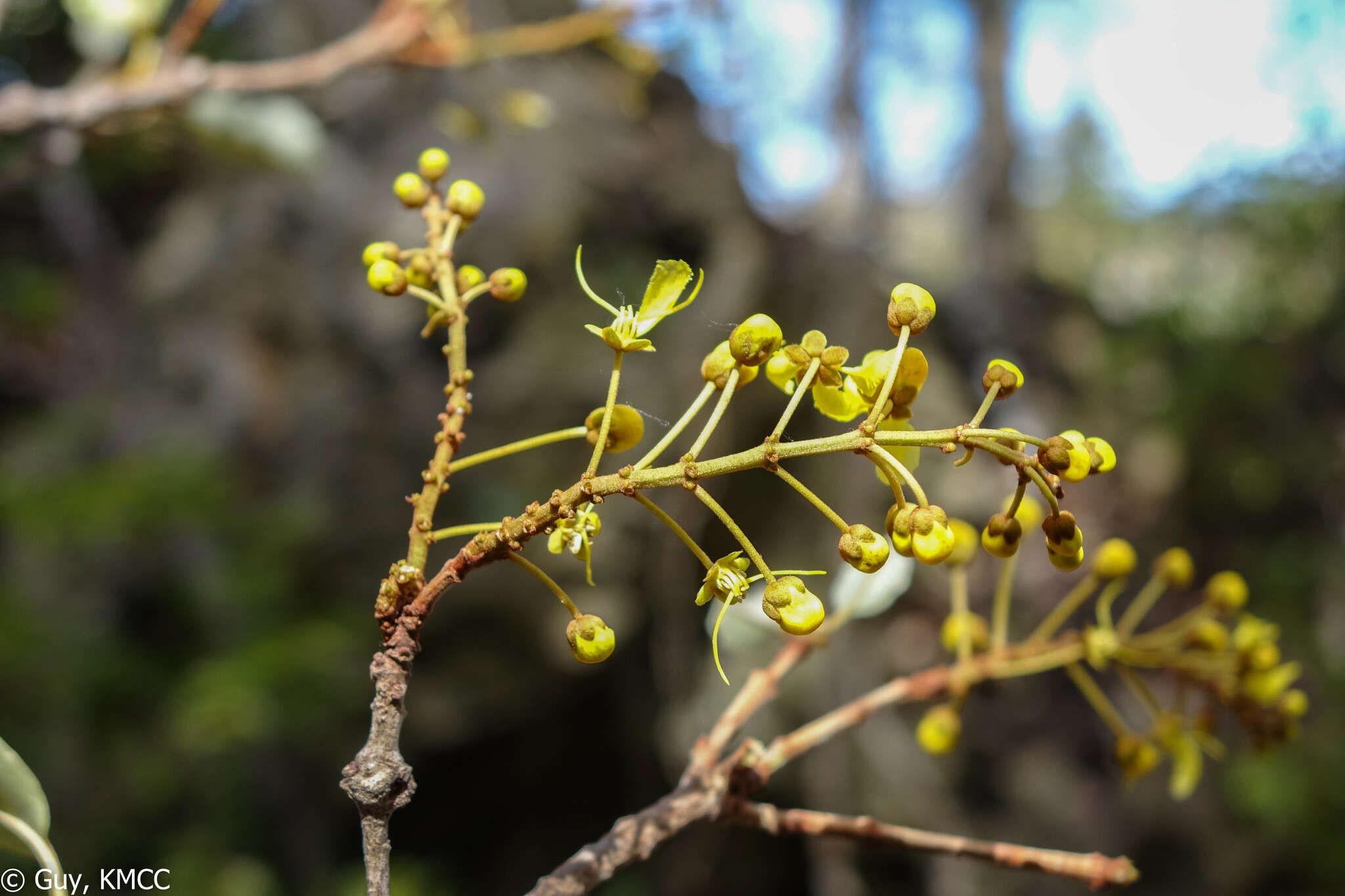 Acridocarpus excelsus subsp. perrieri Arenes的图像