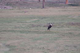 Image of Asian Woolly-necked Stork