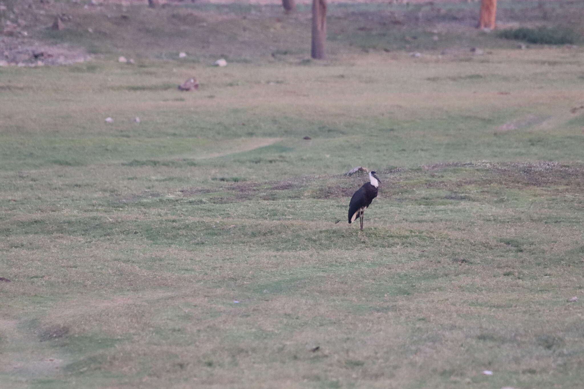 Image of Asian Woolly-necked Stork