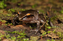 Слика од Craugastor lineatus (Brocchi 1879)