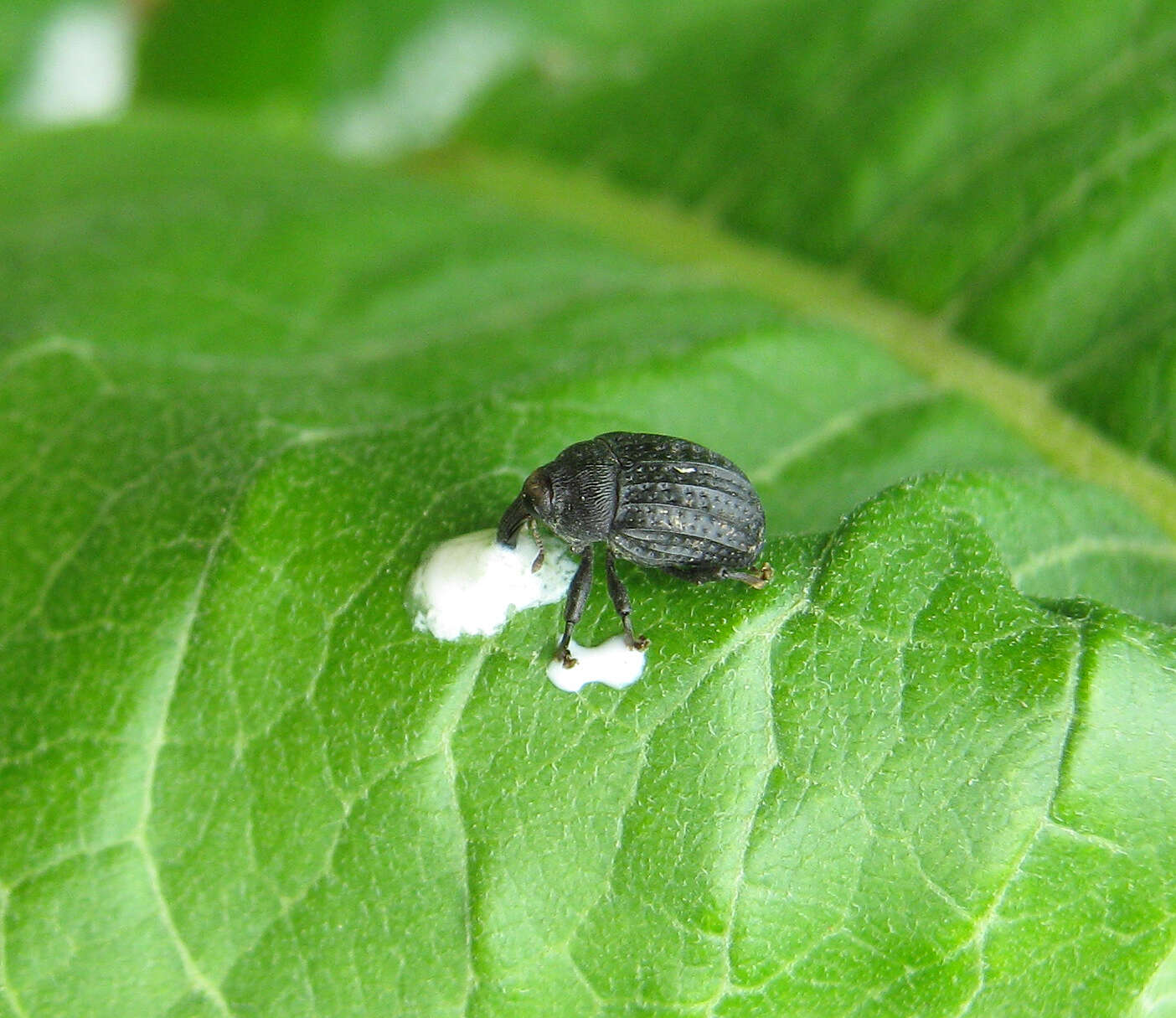 Image of Milkweed Stem Weevil