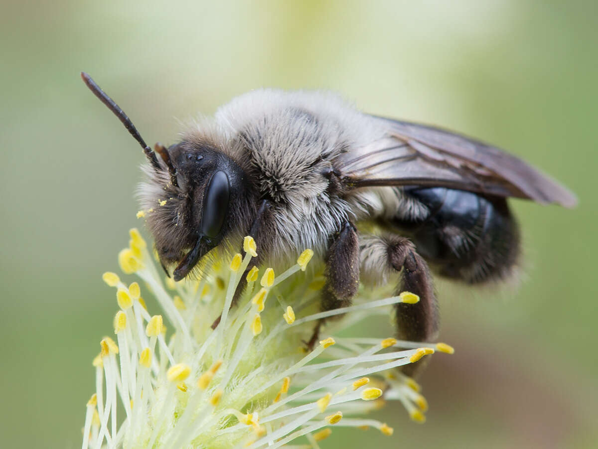 Image of Andrena vaga Panzer 1799