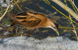 Image of Little Crake