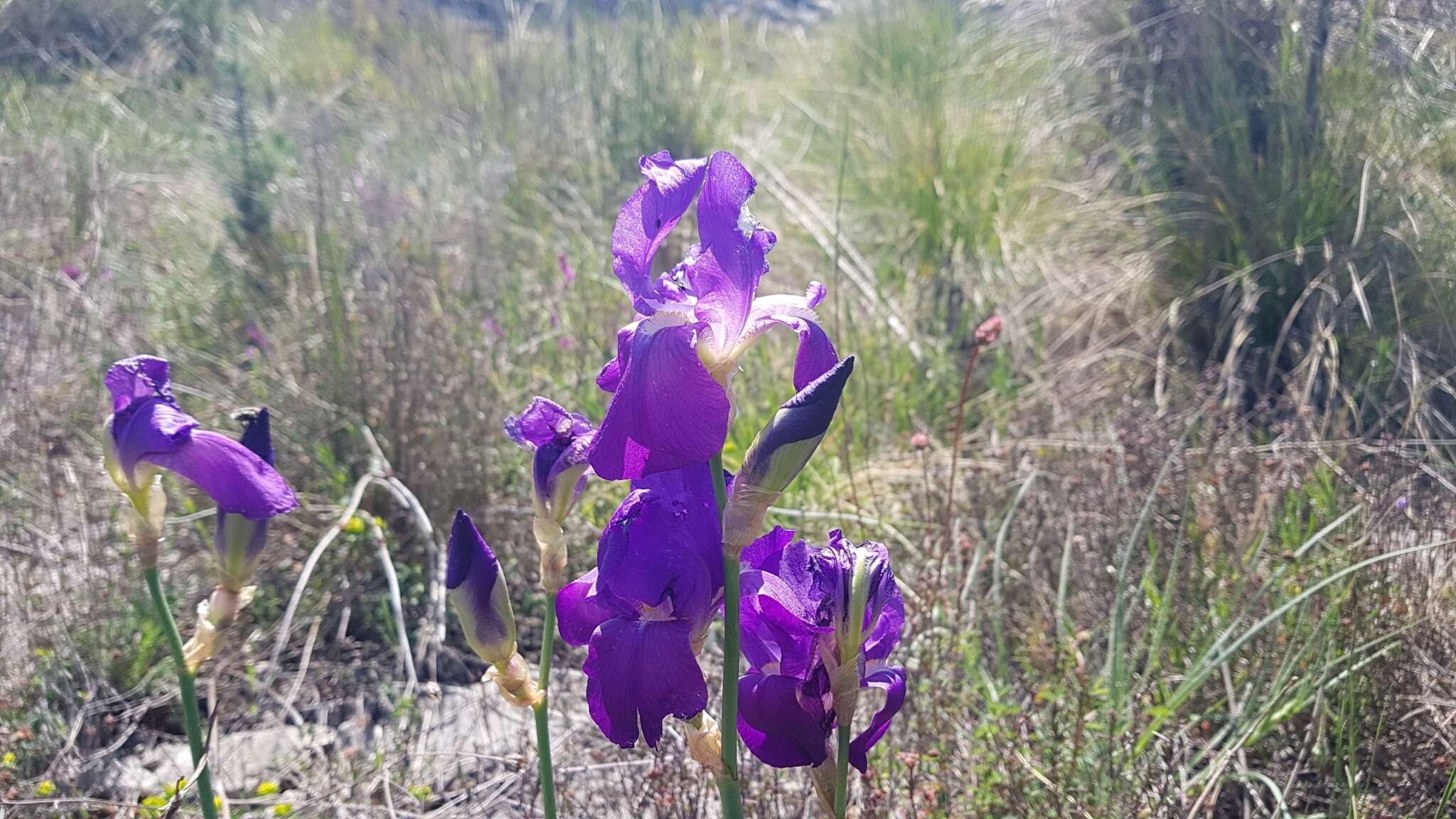 Imagem de Iris pallida subsp. illyrica (Tomm. ex Vis.) K. Richt.