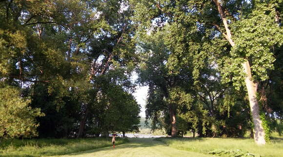 Image of narrowleaf cottonwood