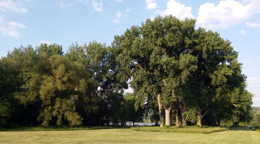 Image of narrowleaf cottonwood