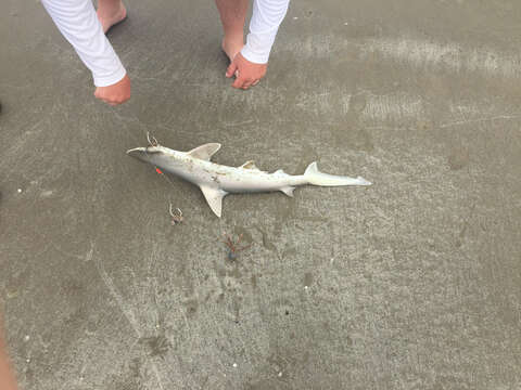 Image of Bonnethead Shark