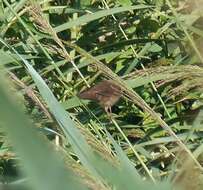 Image of Savi's Warbler