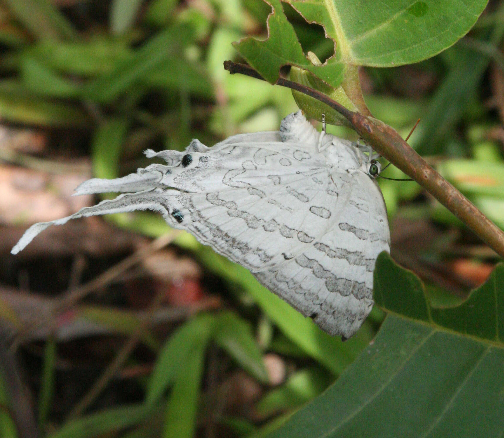 Image of Neomyrina hiemalis (Godman & Salvin 1878)