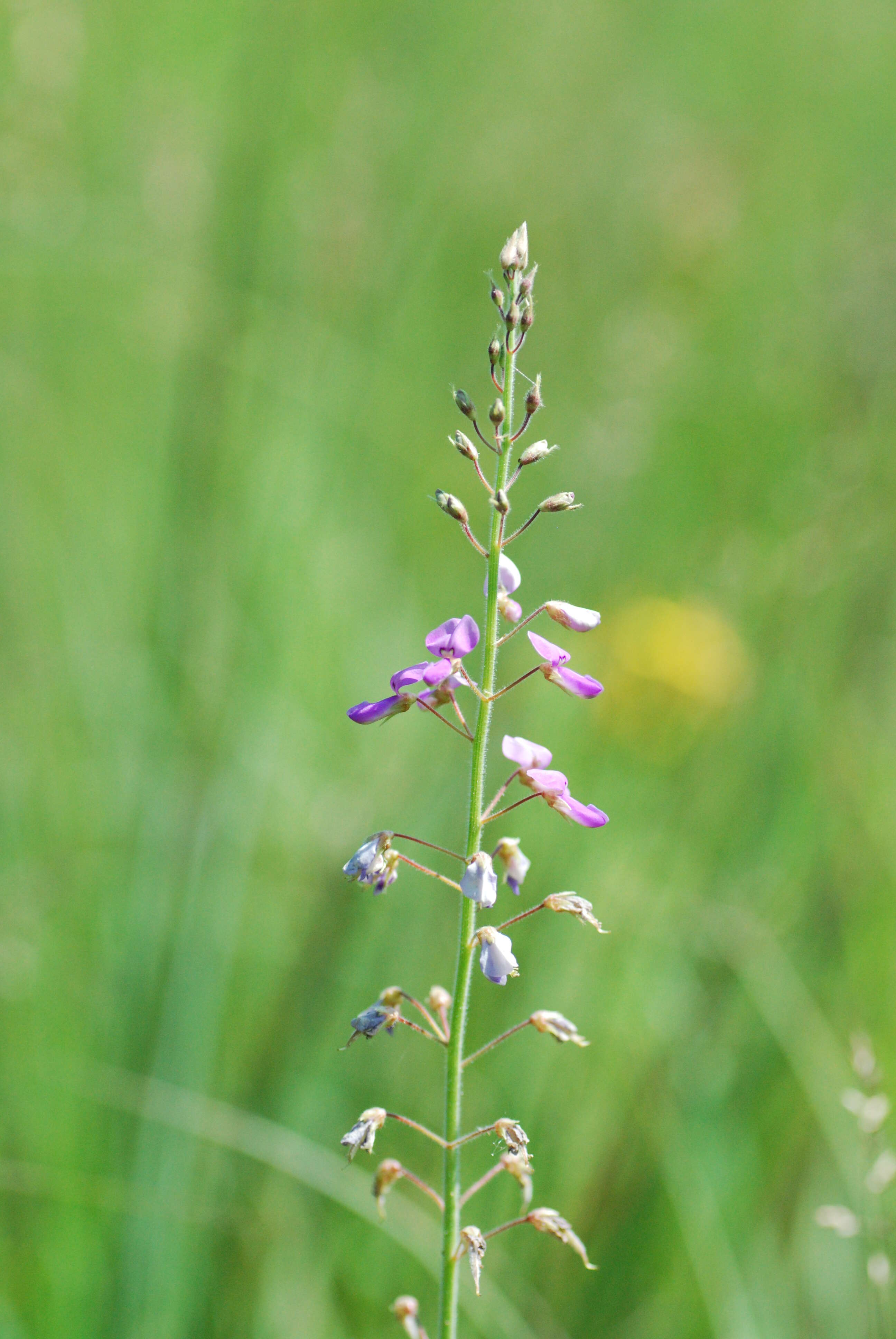 Image of Illinois ticktrefoil