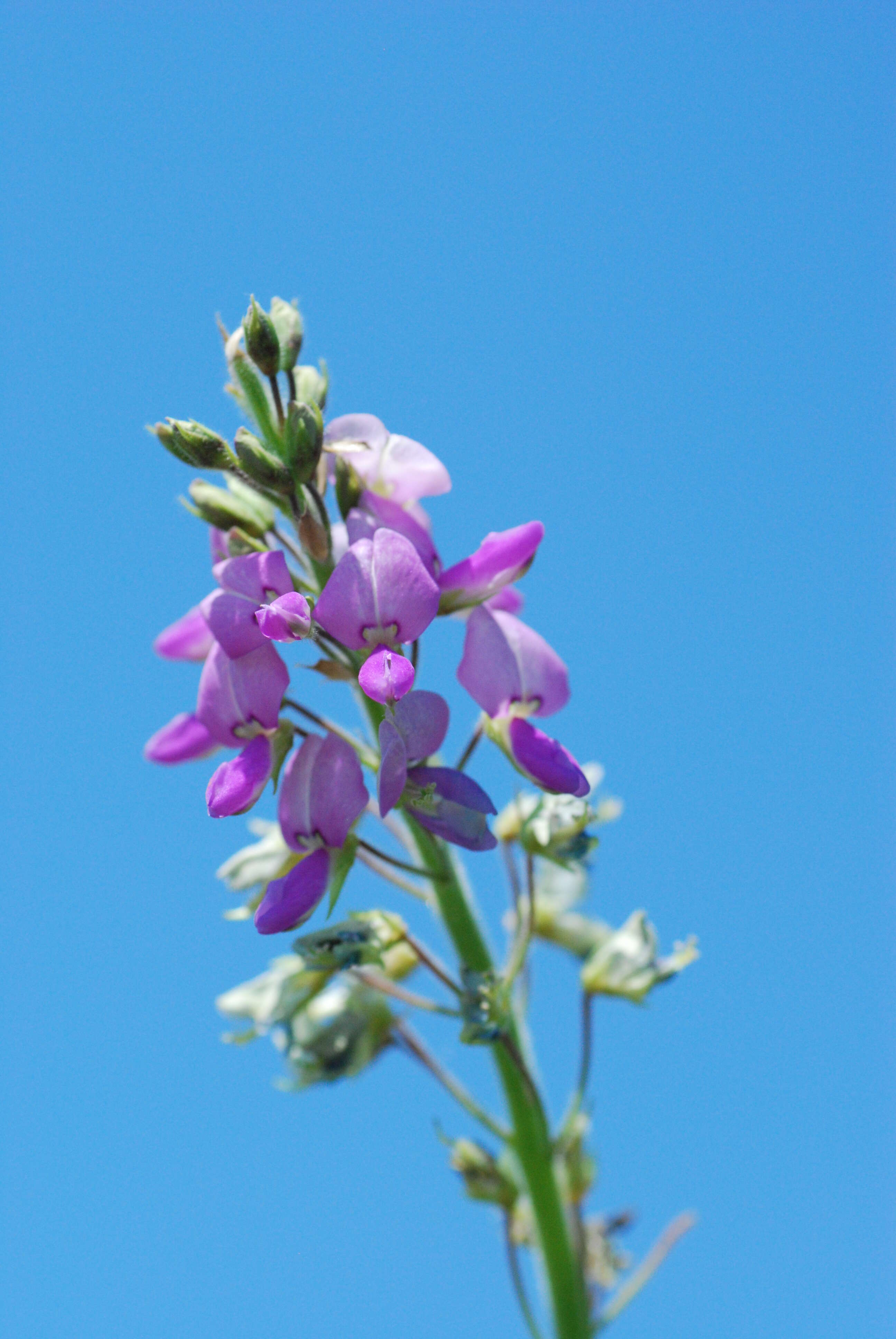 Image of Illinois ticktrefoil