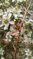 Sivun Leptospermum polygalifolium subsp. polygalifolium kuva