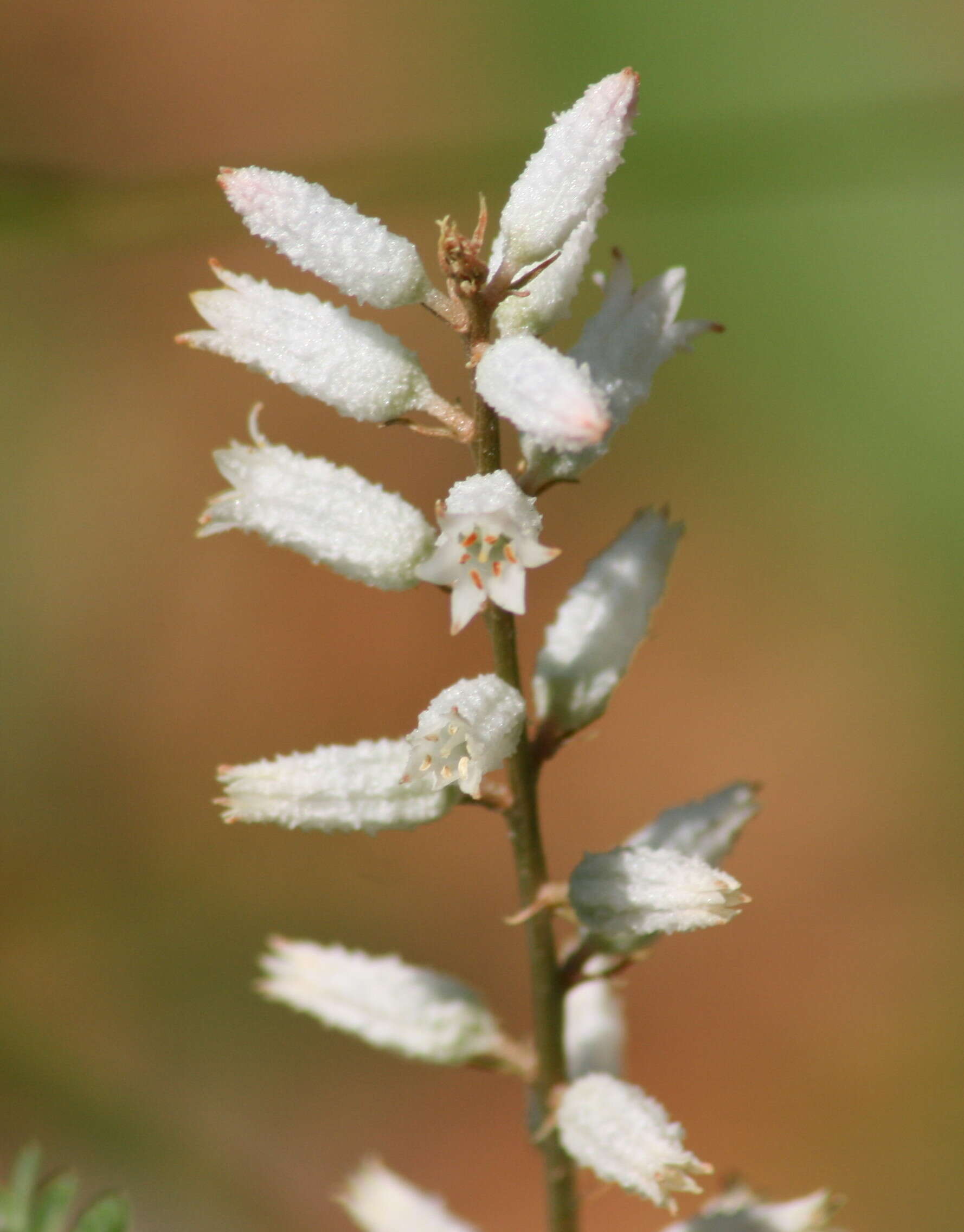 Image of white colicroot