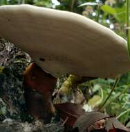 Image of Ganoderma curtisii (Berk.) Murrill 1908