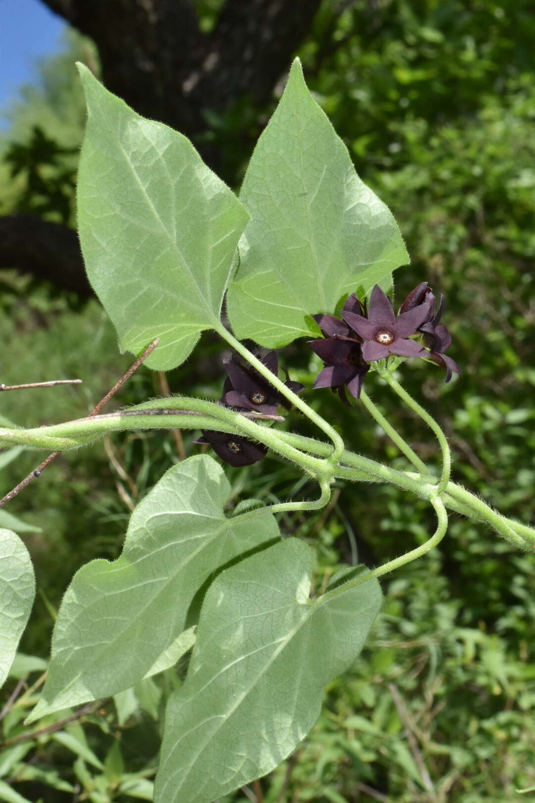 Sivun Matelea tristiflora (Standl.) R. E. Woodson kuva