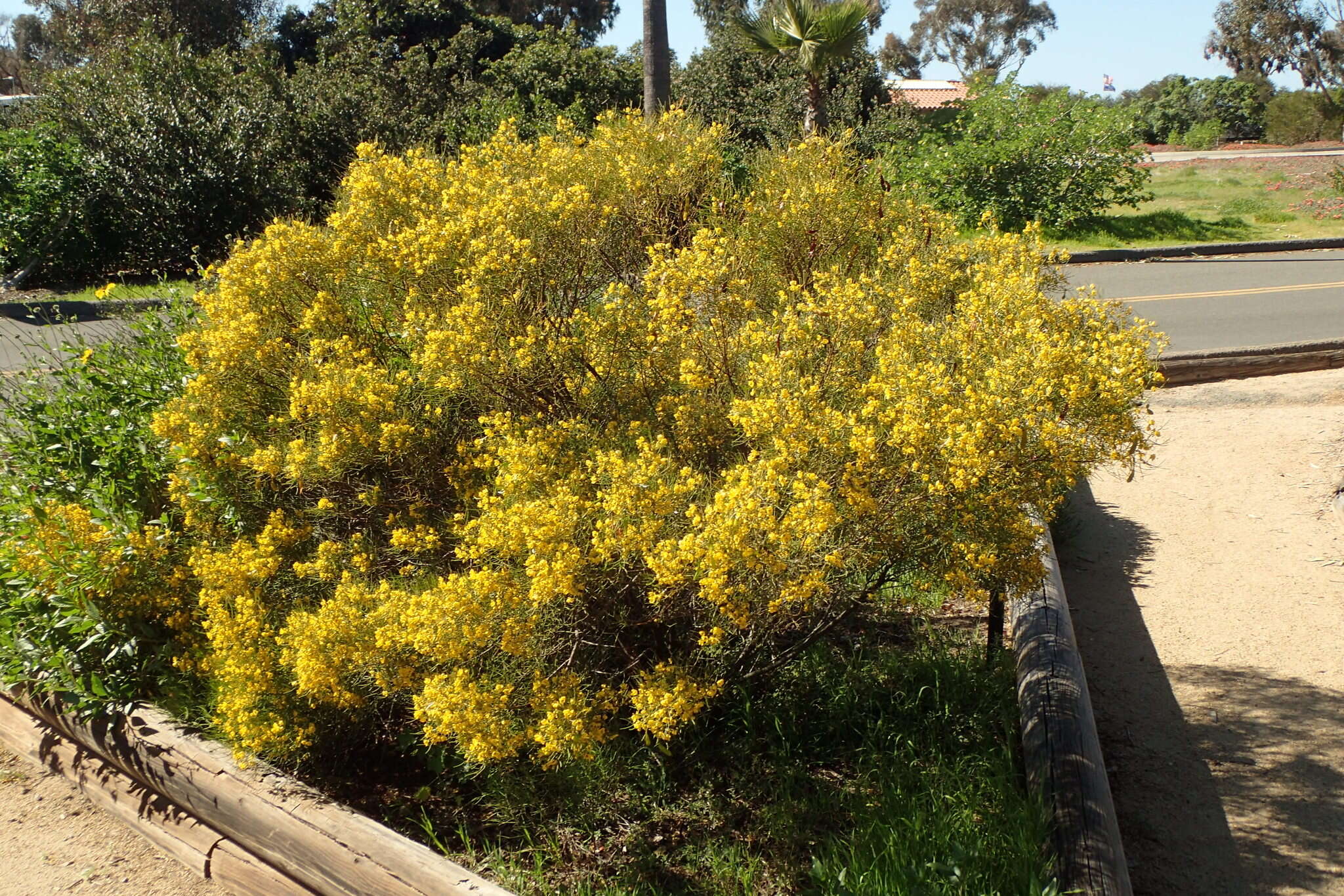 Image of Burnt-leaved Acacia