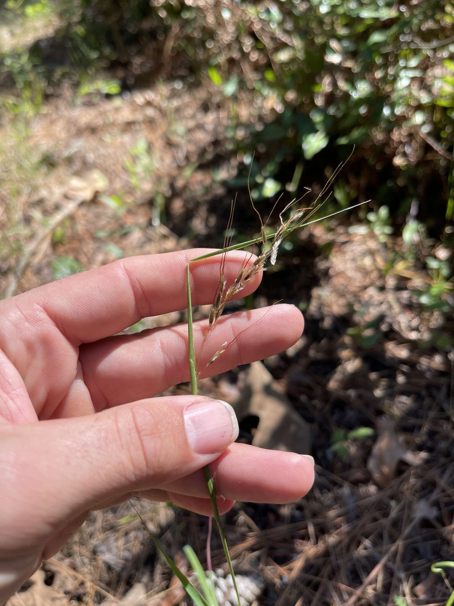 Image of slender Indiangrass