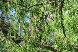 Image of Eastern Bluebird