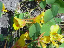 Image of dwarf nasturtium