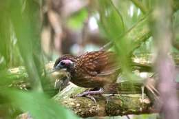 Image of Large Wren-Babbler