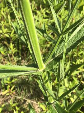 Image of Brazilian Vervain