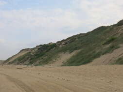 Image of European beachgrass