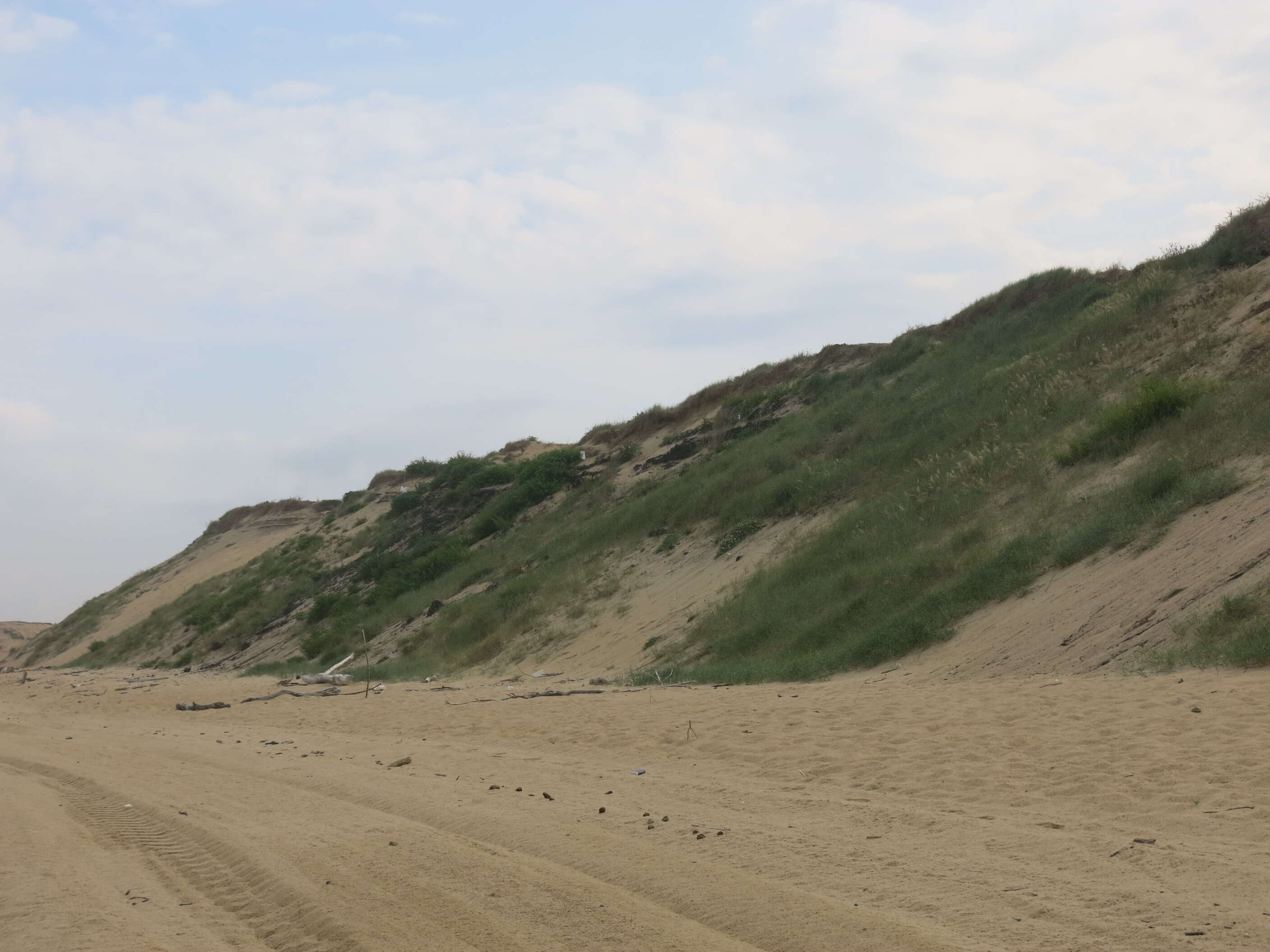 Image of European beachgrass