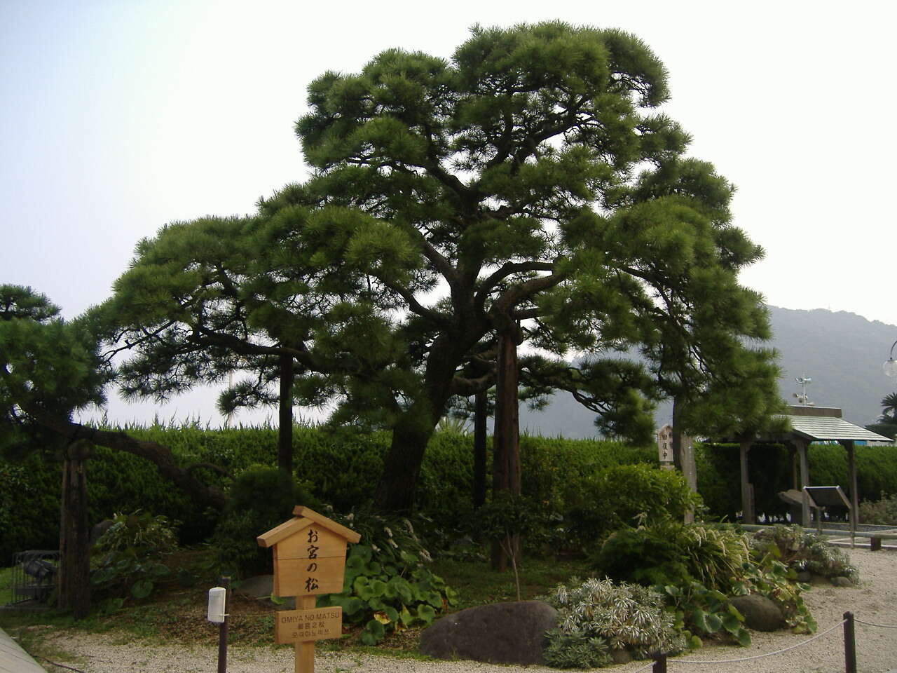 Image of Japanese Black Pine