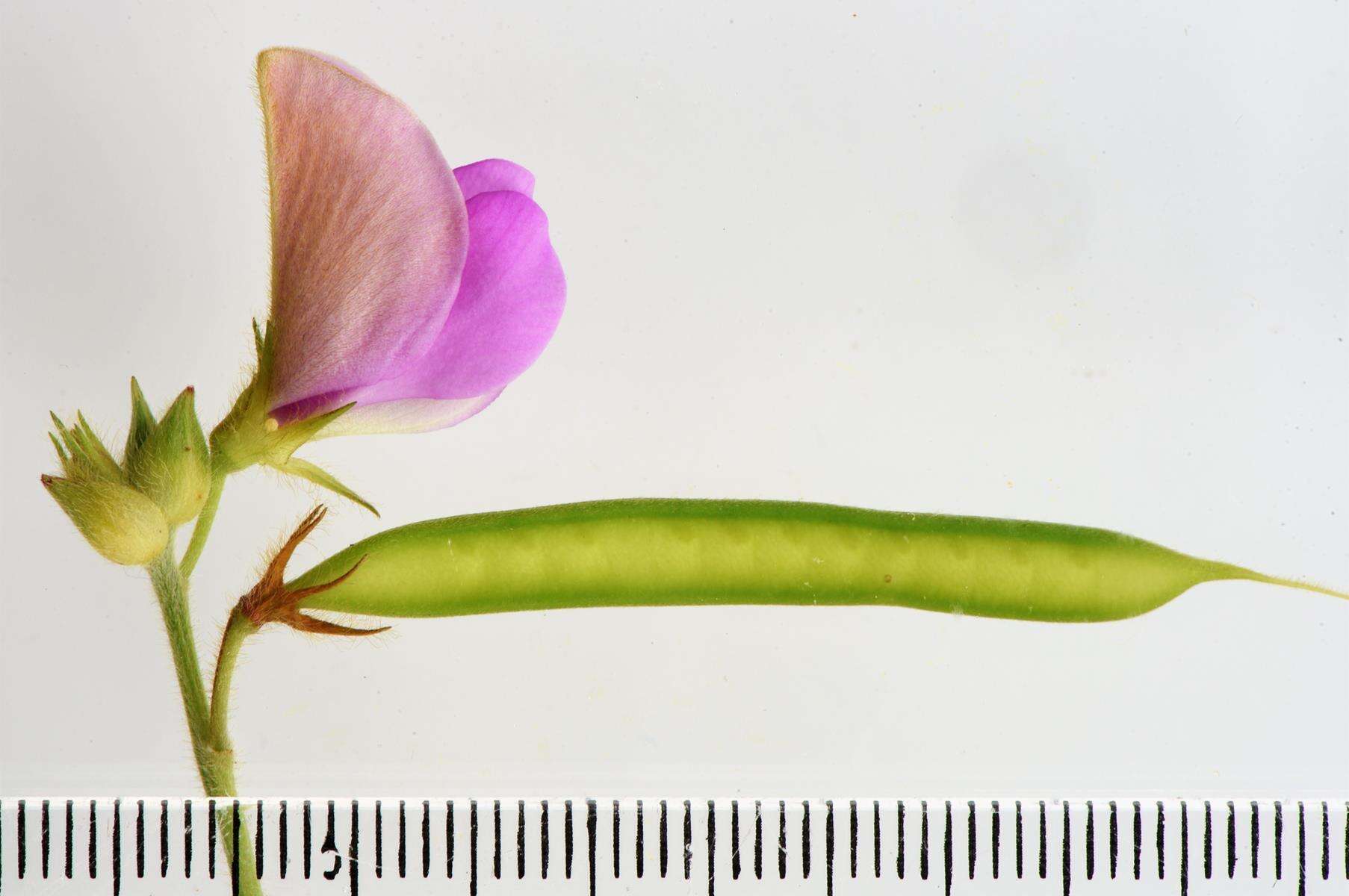 Tephrosia macropoda var. macropoda的圖片