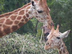 Plancia ëd Giraffa camelopardalis (Linnaeus 1758)