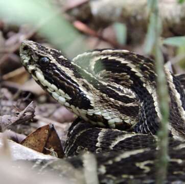 Image of Fonseca's Lancehead