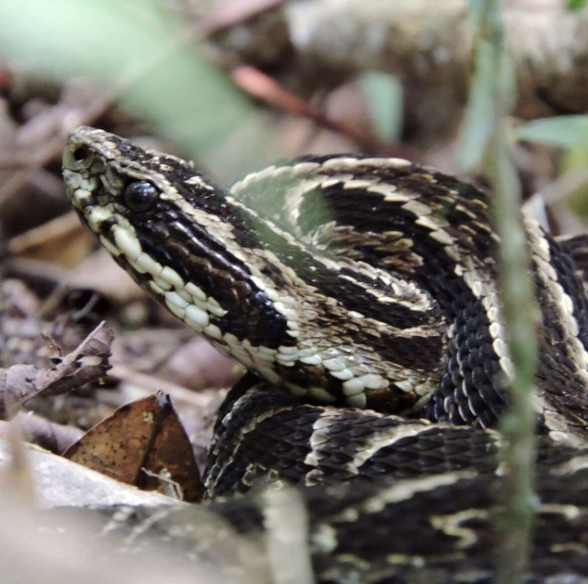 Слика од Bothrops fonsecai Hoge & Belluomini 1959