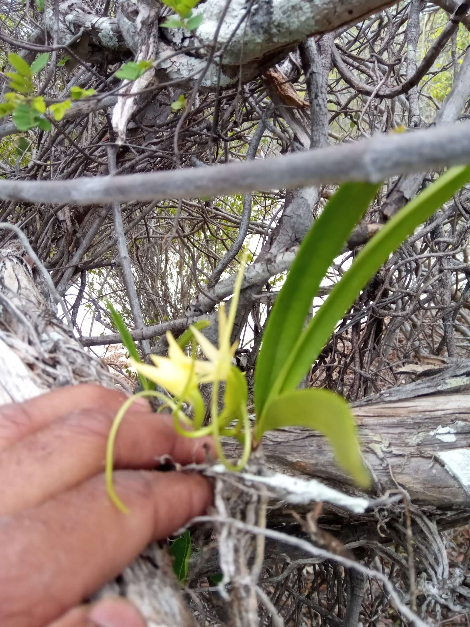 Image of Angraecum potamophilum Schltr.
