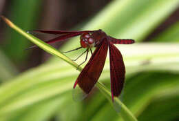 Image of Neurothemis fluctuans (Fabricius 1793)