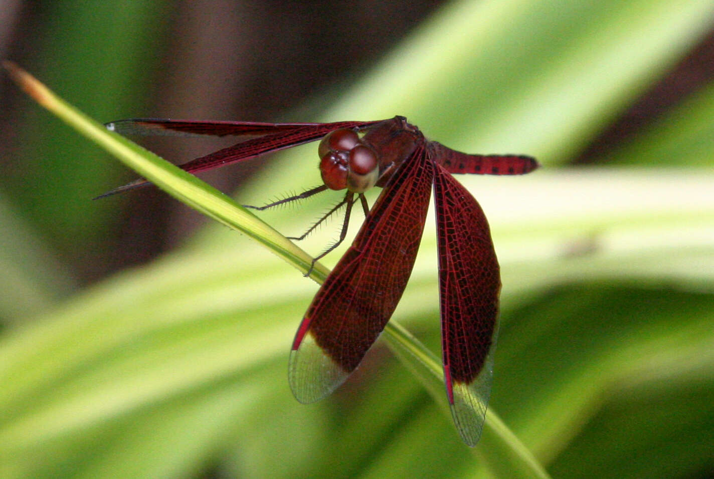 Image of Neurothemis fluctuans (Fabricius 1793)