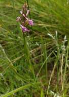 Image of Disa stachyoides Rchb. fil.