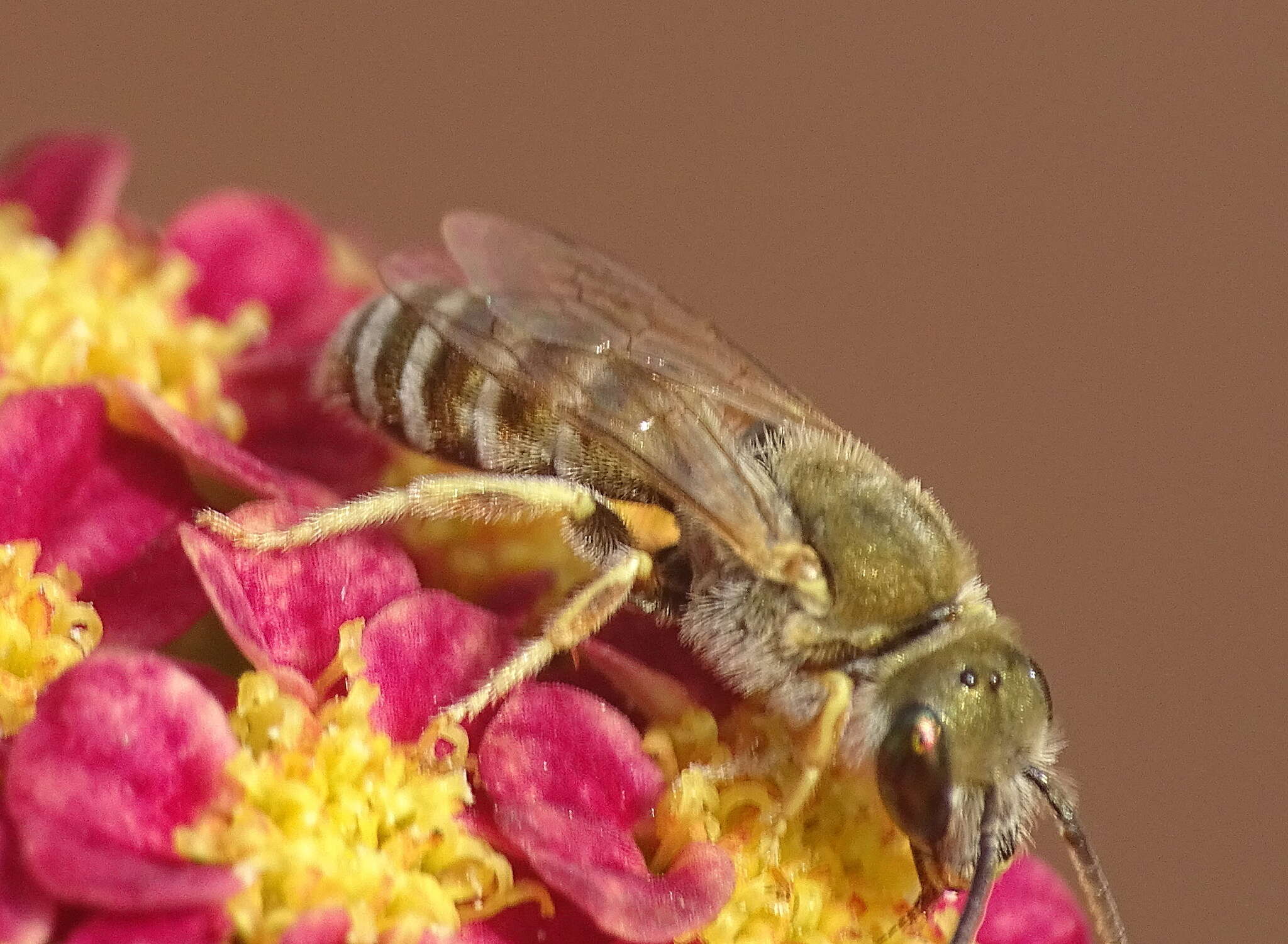 Image of Golden Furrow Bee