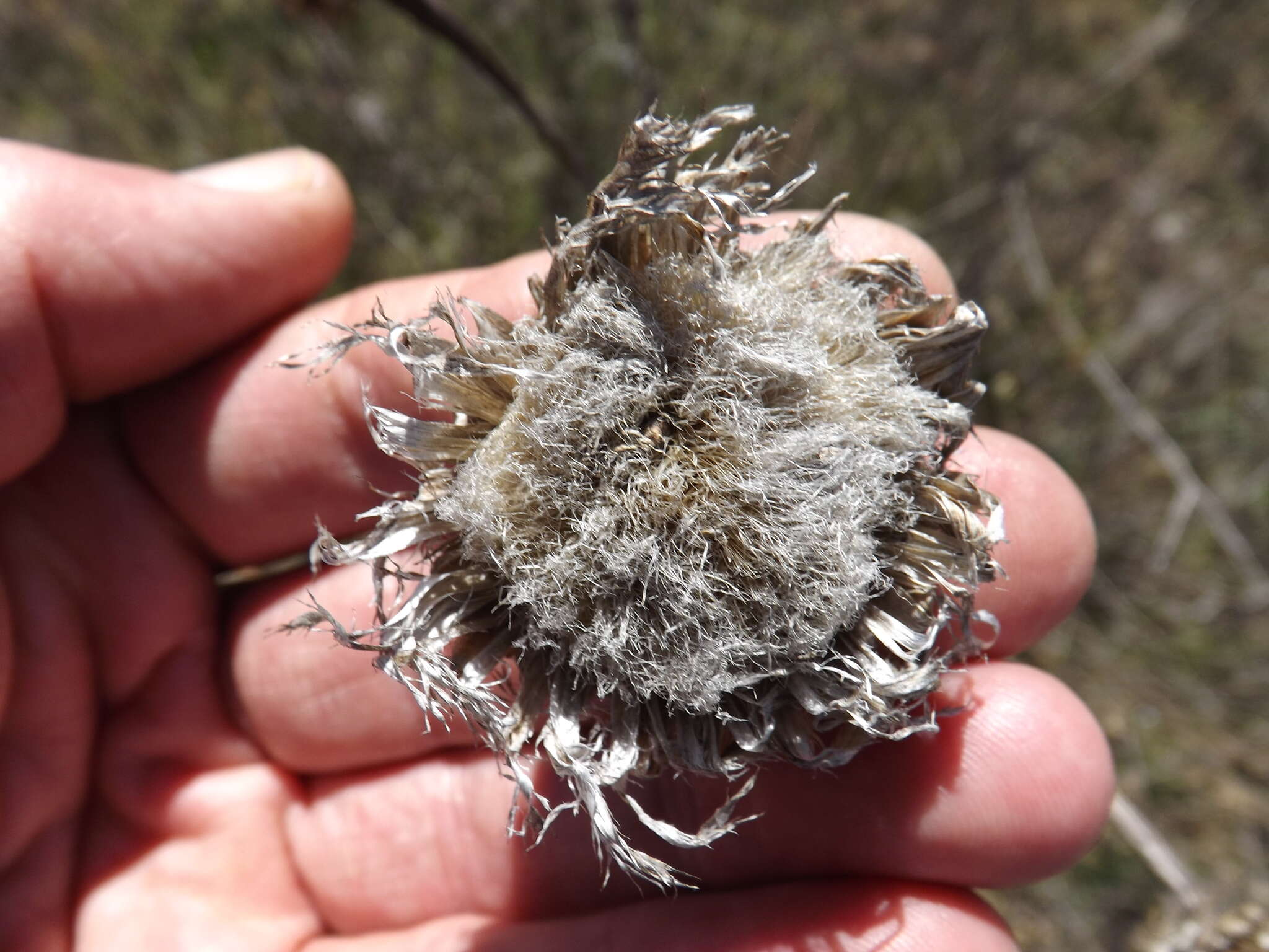 Plancia ëd Plectocephalus americanus (Nutt.) D. Don