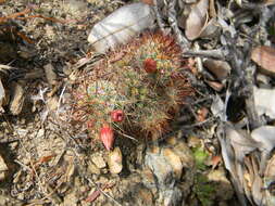 Mammillaria duoformis R. T. Craig & E. Y. Dawson的圖片