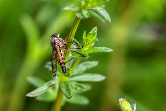 Image of Rhagio vitripennis