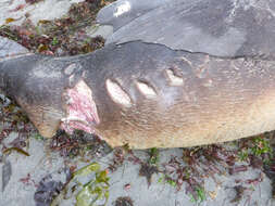 Image of northerns sea lions