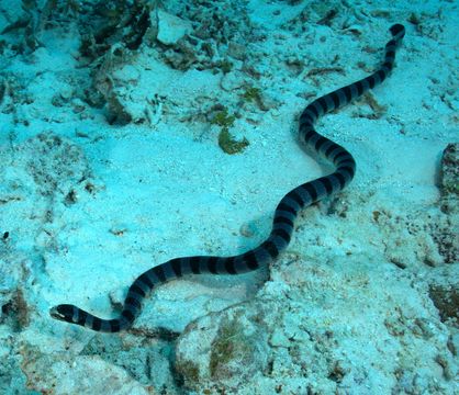Image of Blackbanded Sea Krait